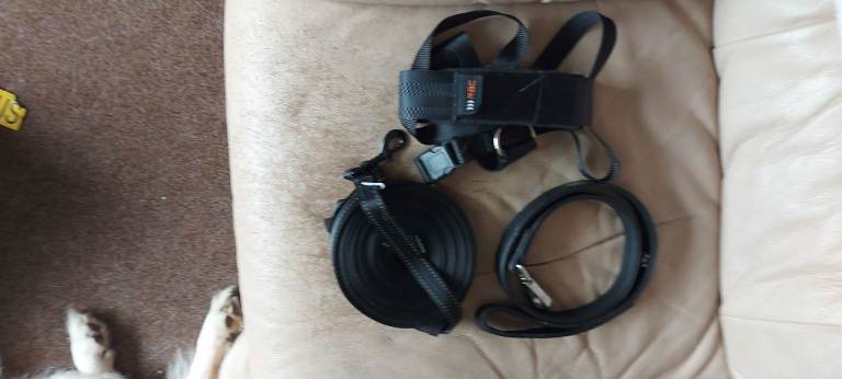 Various dog harnesses 