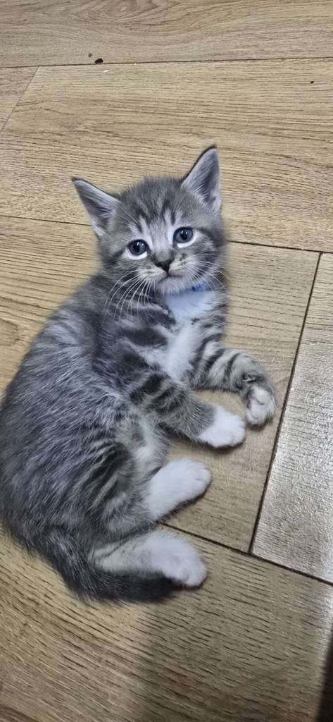 Very playful kittens