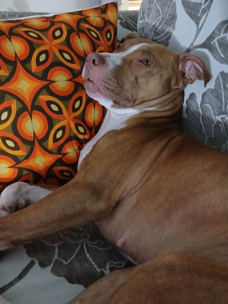 Unsprayed 3 year old female staffie cross. 