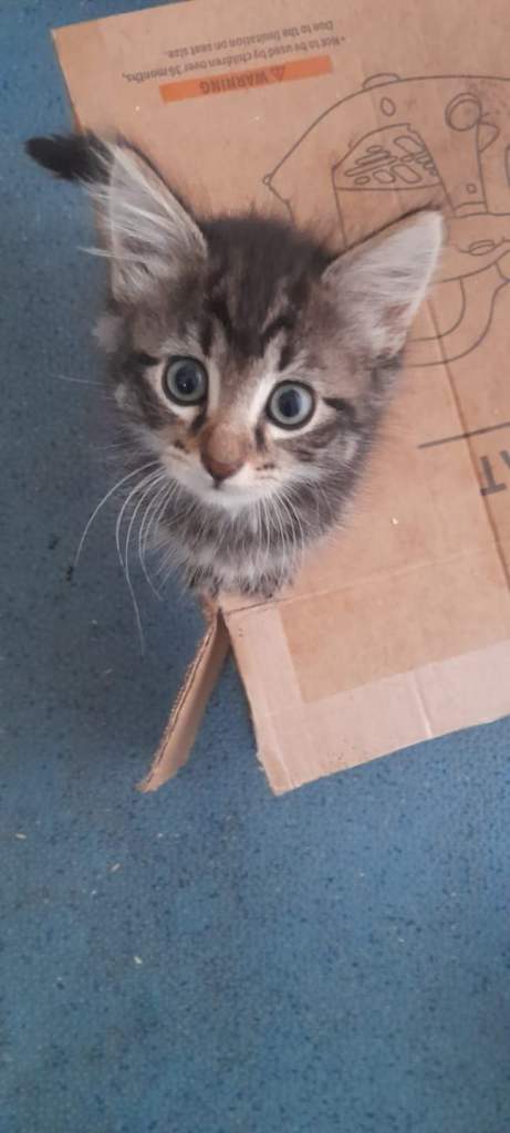 ADORABLE KITTENS FOR SALE