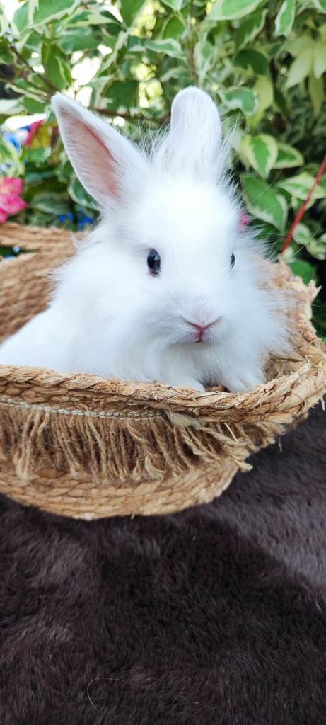mini lop / lion head 