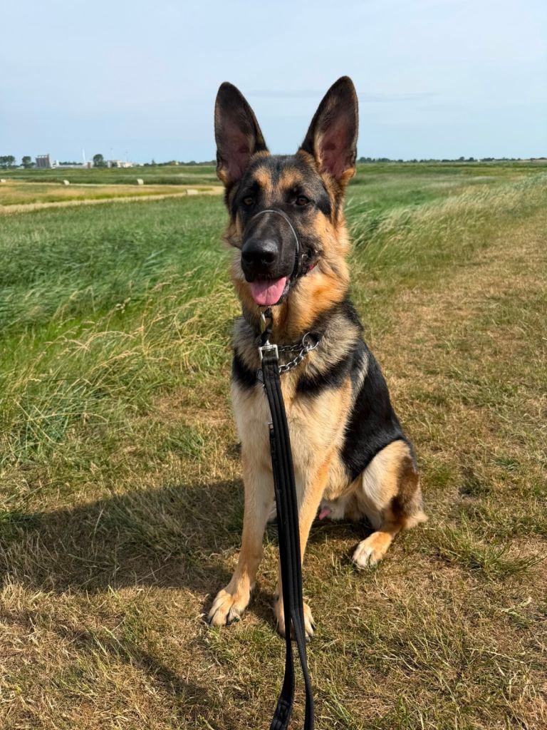 German shepherd 18 months old