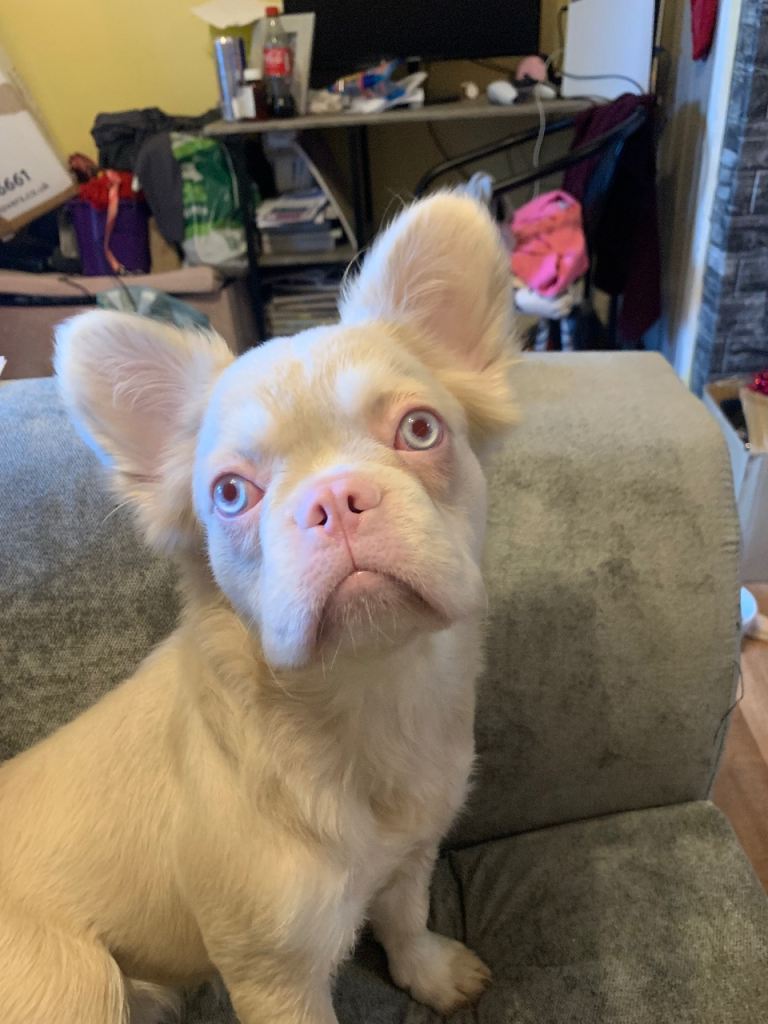 rare pink fluffy kc french bulldog female 