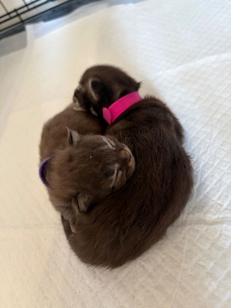 Maine coon kittens 