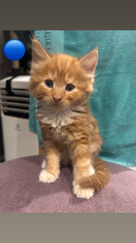 Mixed breed kittens 2🔵 3🩷