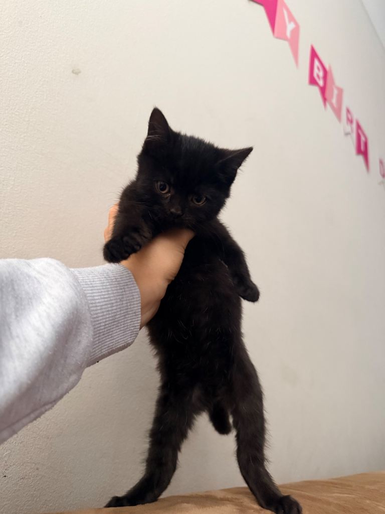 Cutie kitty 