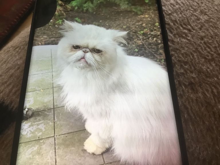 Persian cat 