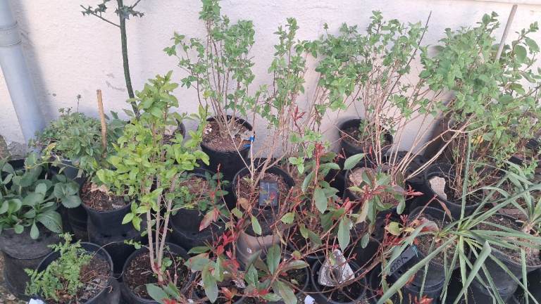 Mature shrubs plants flowers