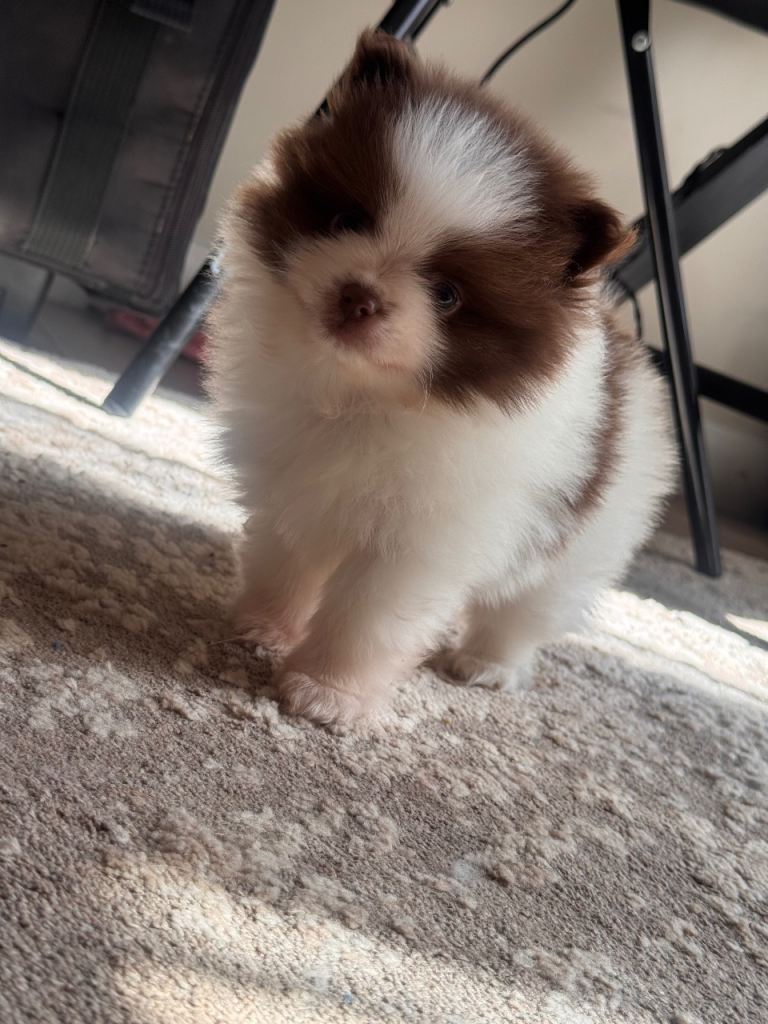 Male chocolate & white pup 