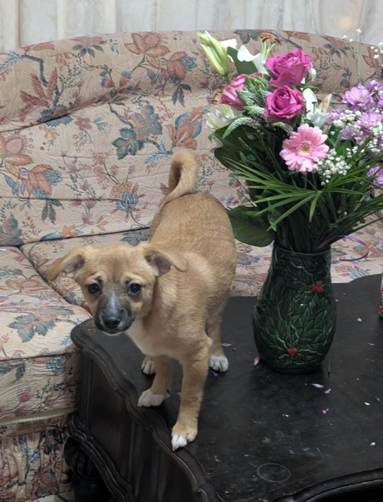 Mixed bred chihuahua with pomeranian 