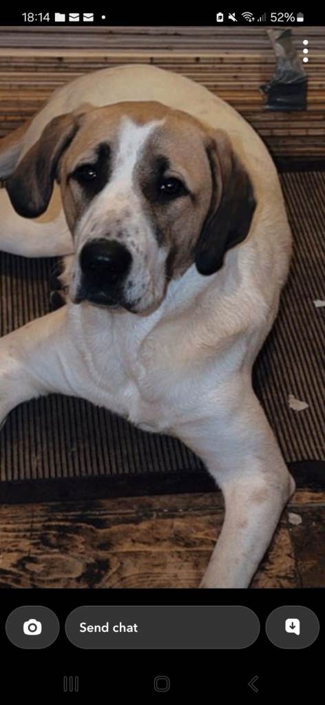 Lovely caucasian shepherd cross girl