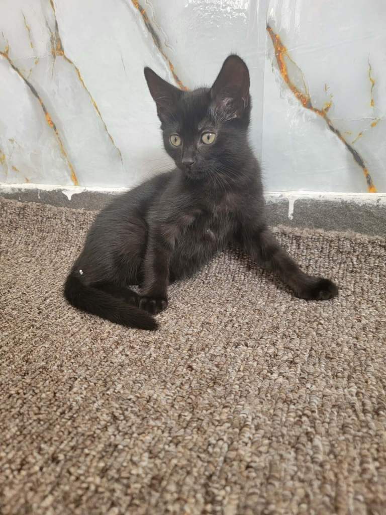 Kitten
