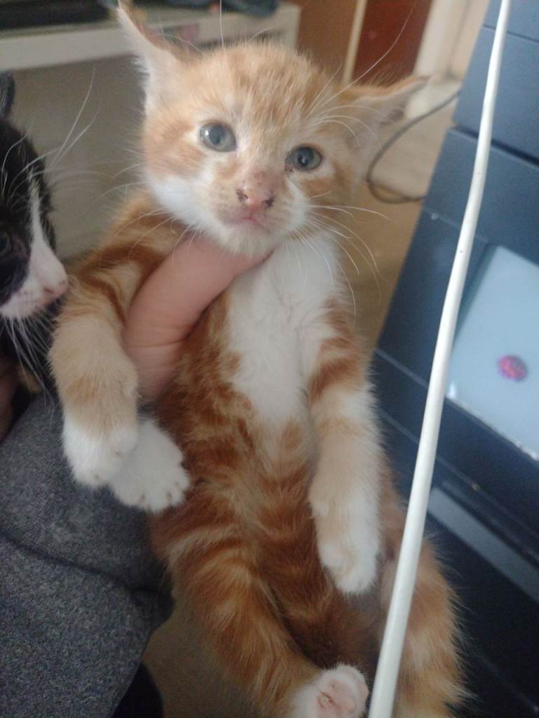 White and ginger kittens 