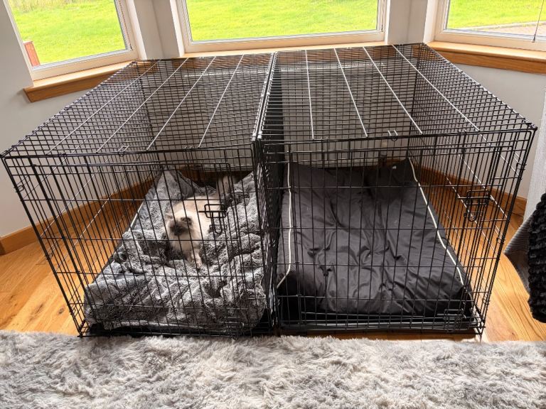 XL single door folding dog crates x 2 + padded mattresses