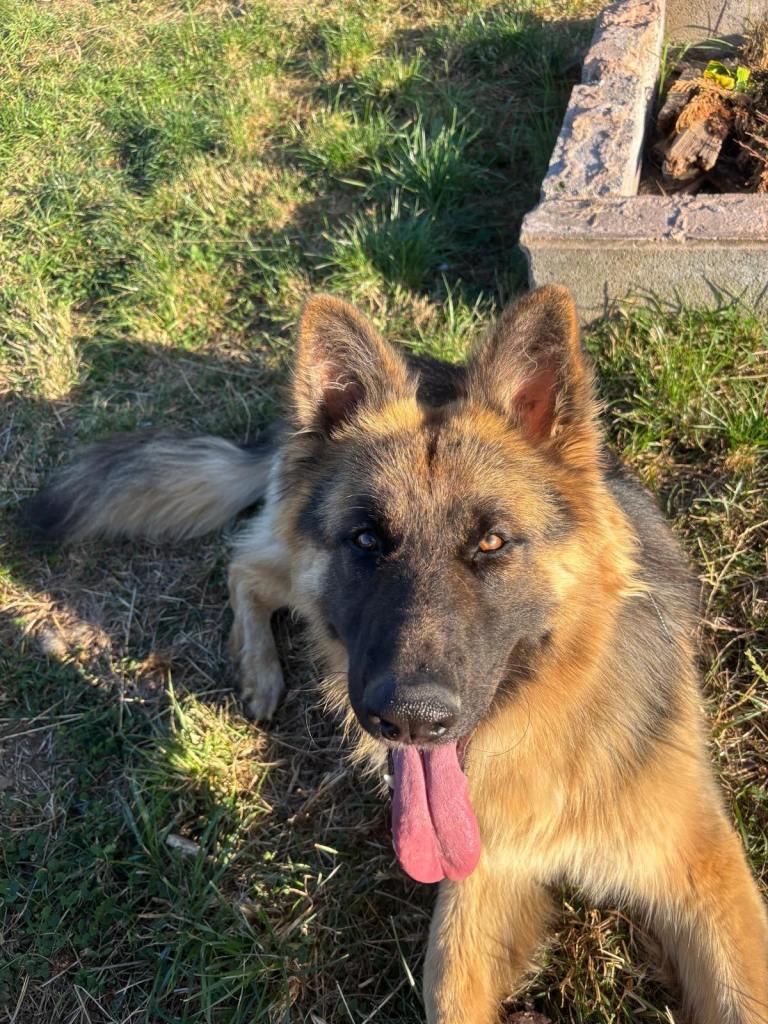 German Shepherd - 14 month old trained male