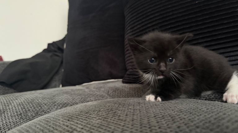 Six Adorable Kittens Ready for Loving Homes!