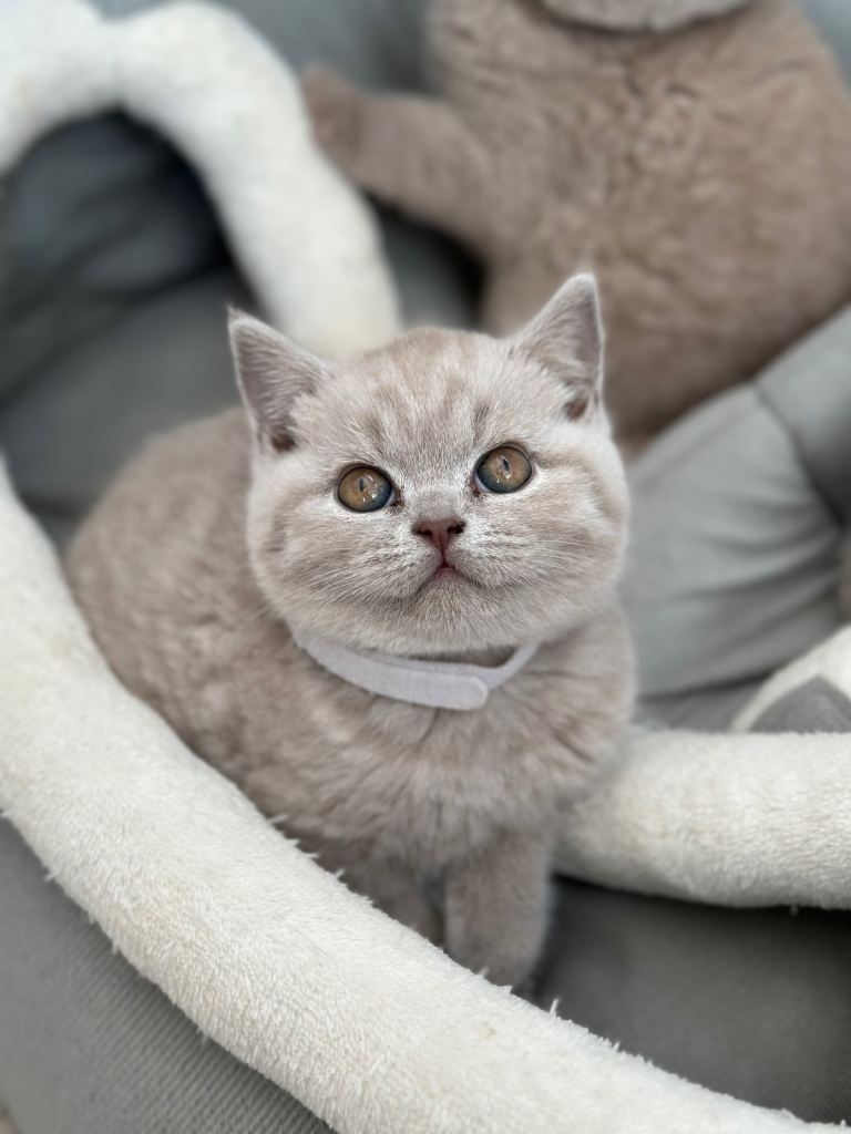 BRITISH SHORTHAIR LATVIAN  (LILAC)