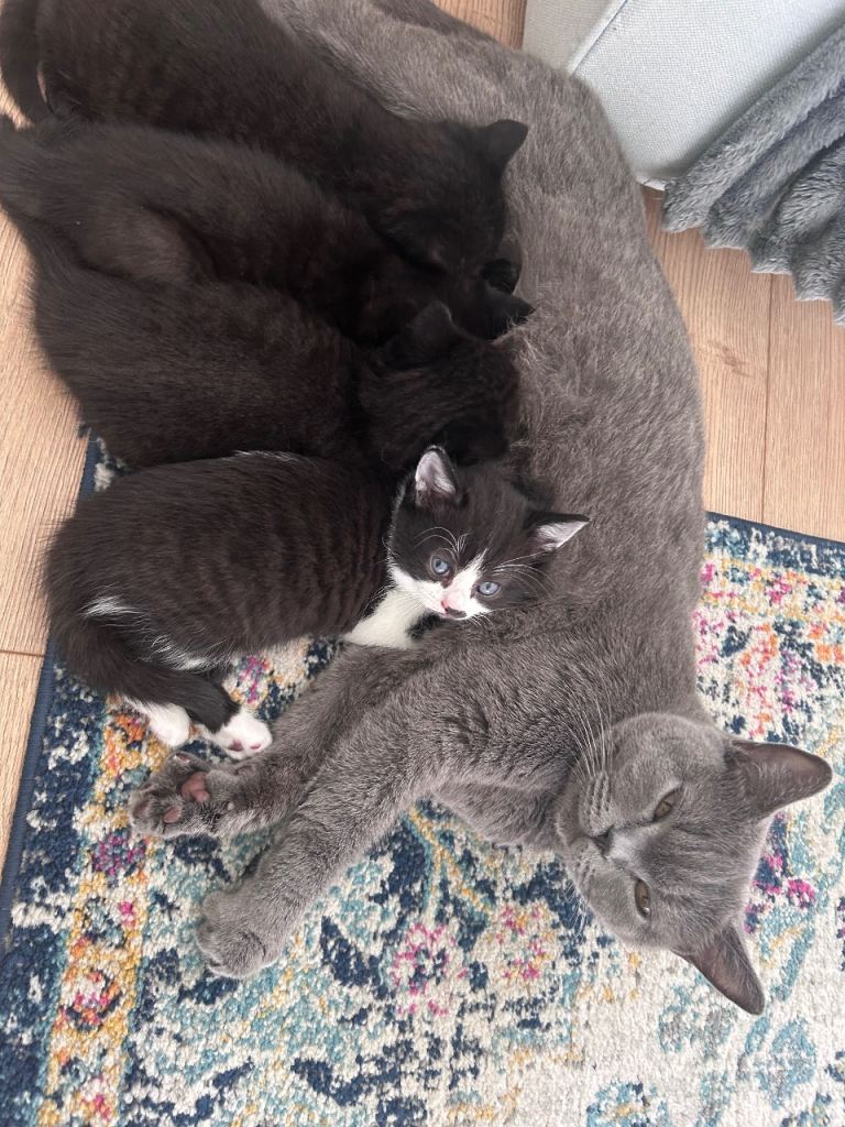 Kittens