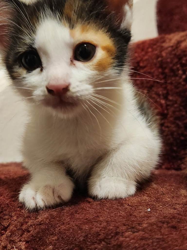 Kittens