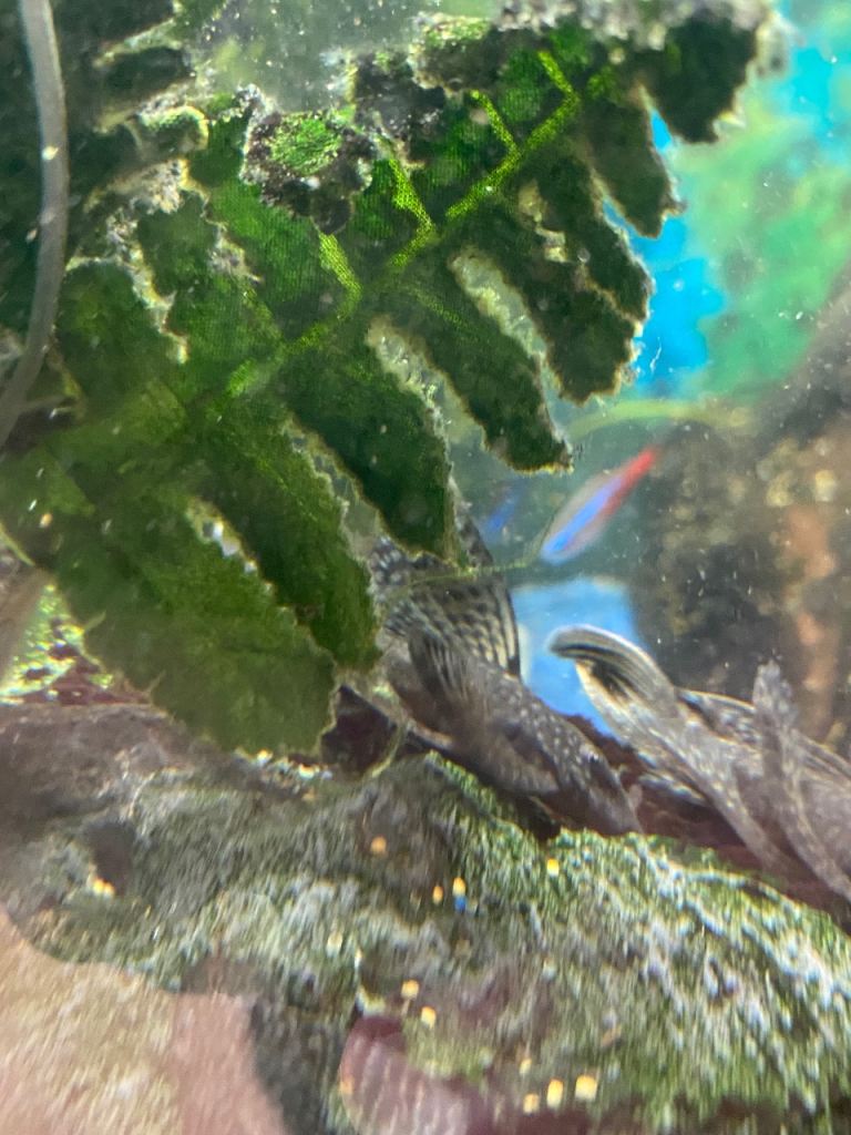 Baby Plec and baby green dragons 