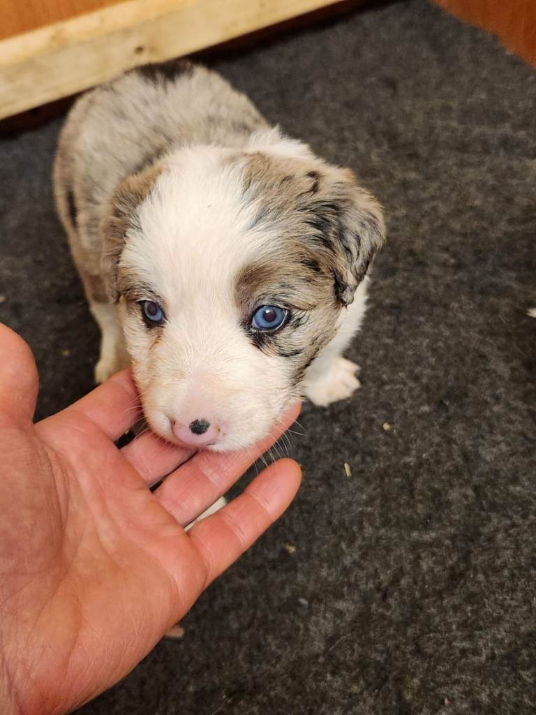 Collie pups for sale