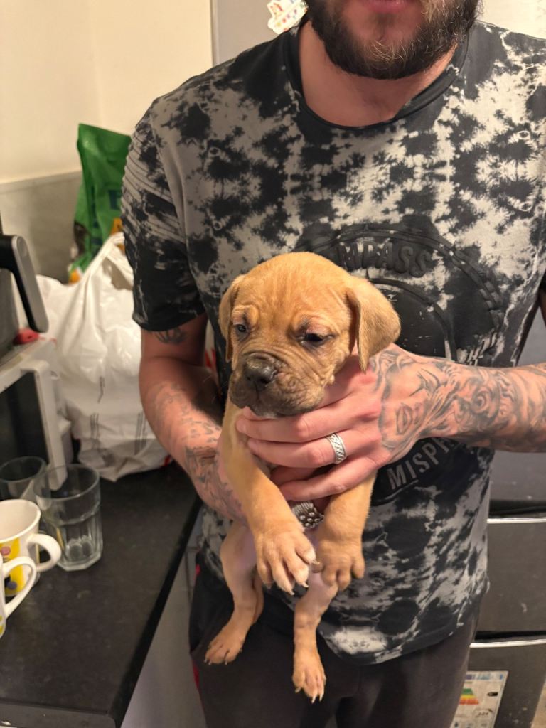 Presa canario x dogue de Bordeaux puppies 