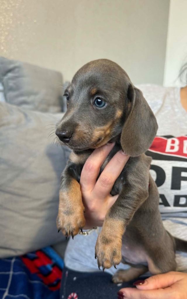 Miniature dachshund puppies!!