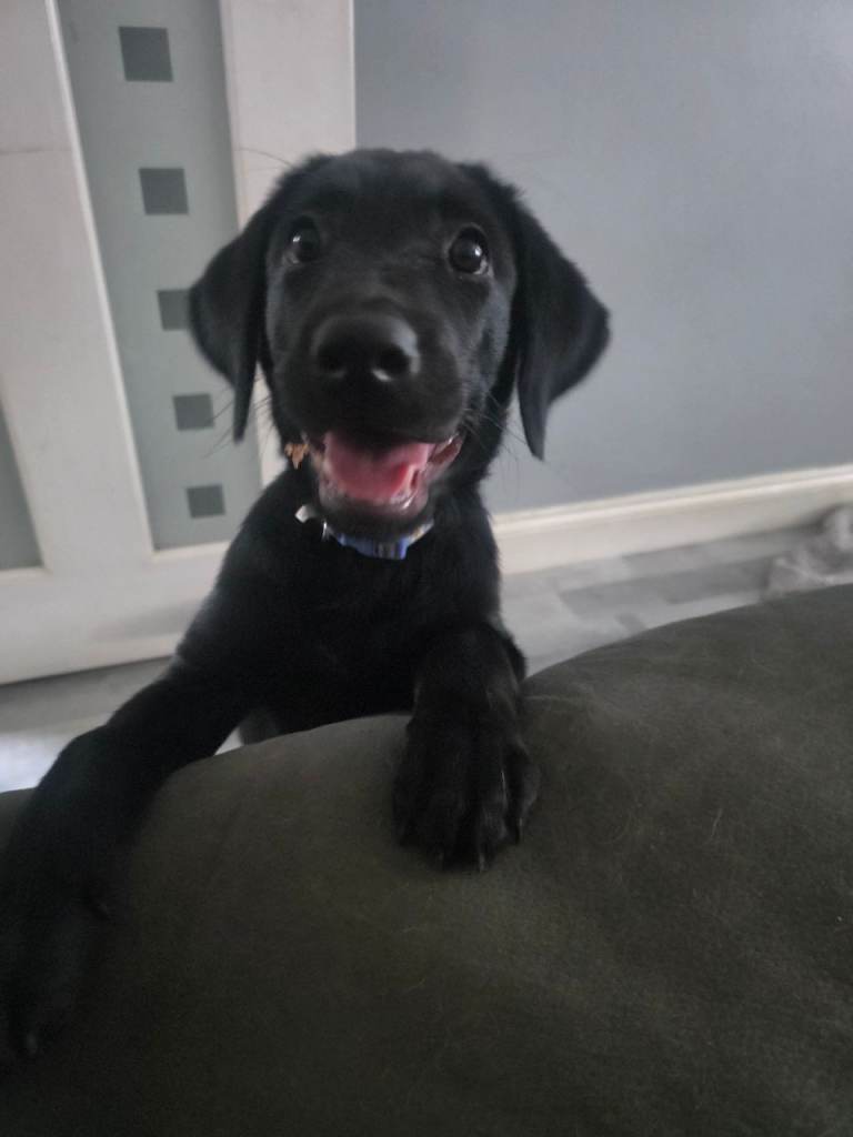 Full labrador pups