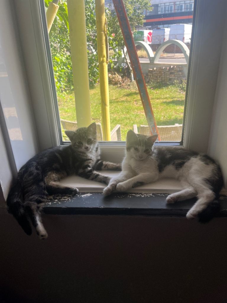 2 Female (Siblings) 14 week old kittens