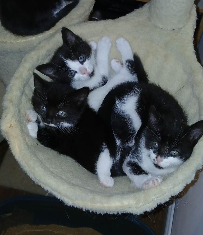 Cats 🐈 kittens 😸 