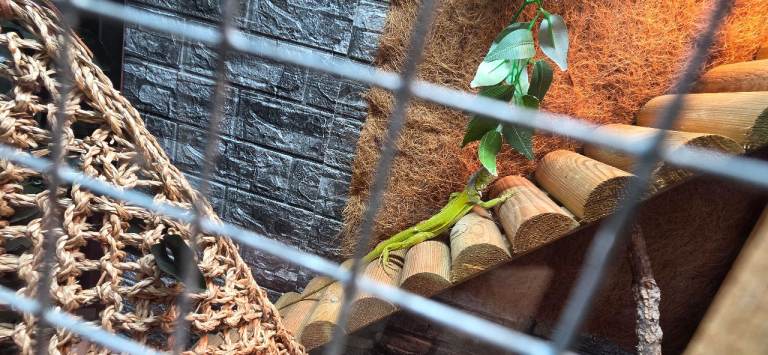 Green iguana