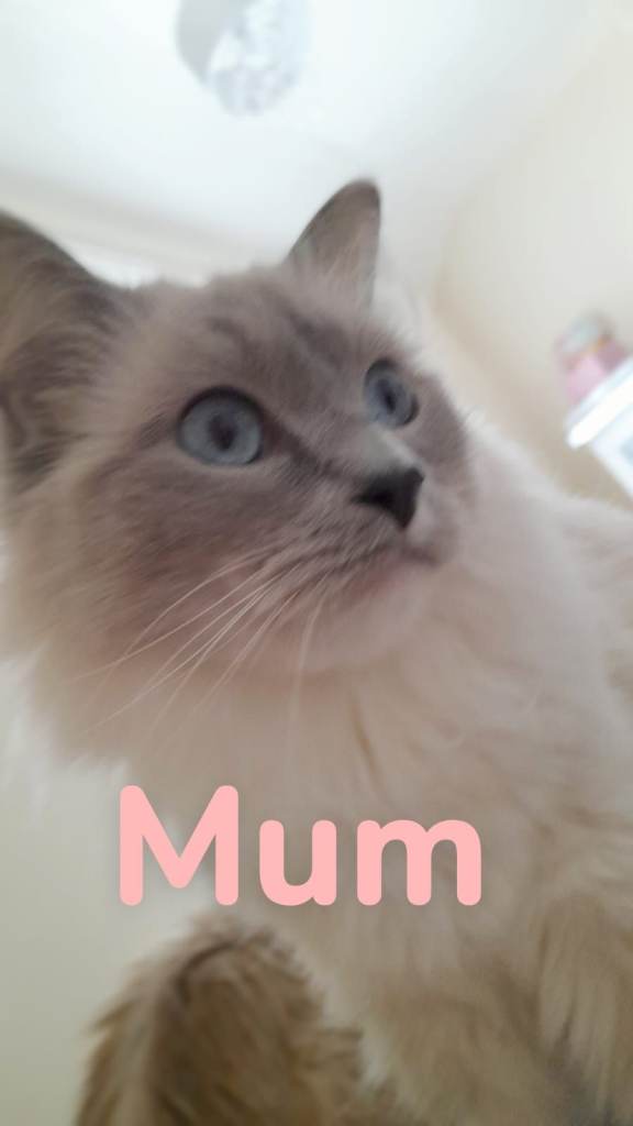 2 girls, 1 boy left. Ready to leave. Gorgeous Ragdoll kittens ready to leave. Both parents Pedigree
