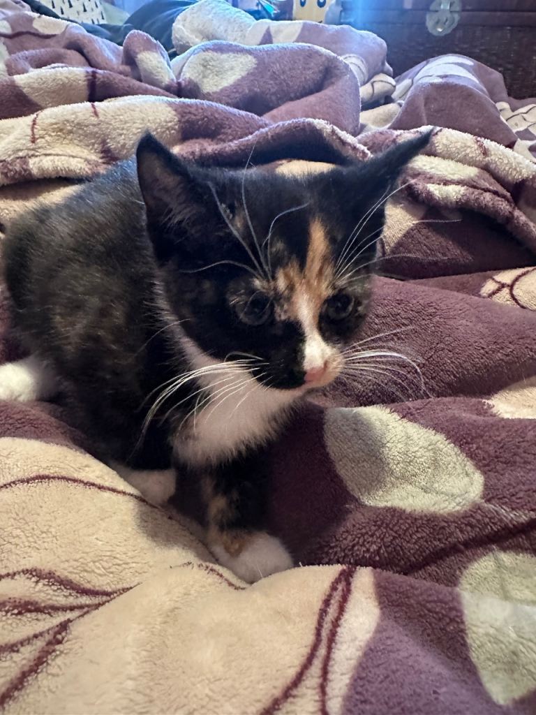 Kittens