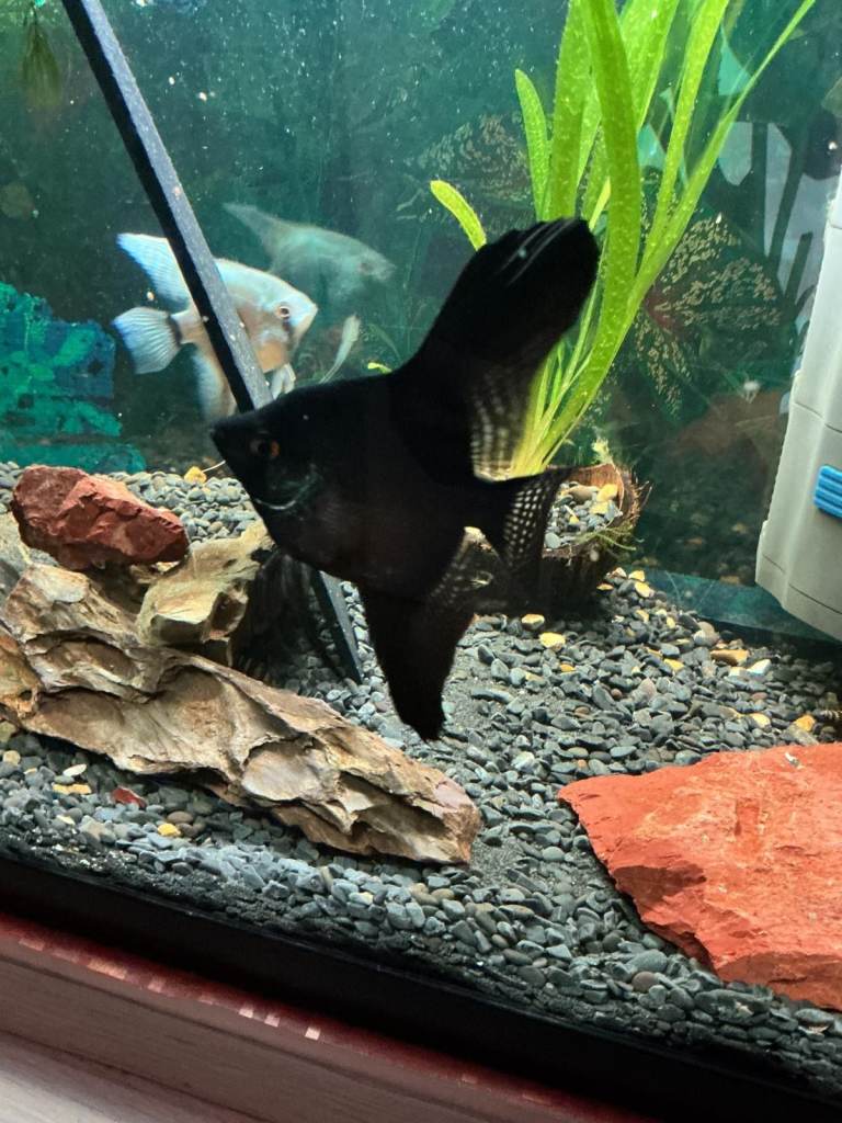 TROPICAL FISH -PAIR OF ANGELFISH