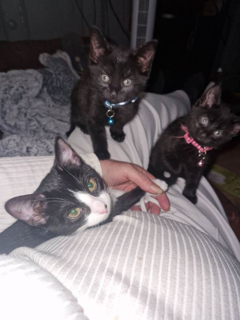 Mixed domestic black siamese 