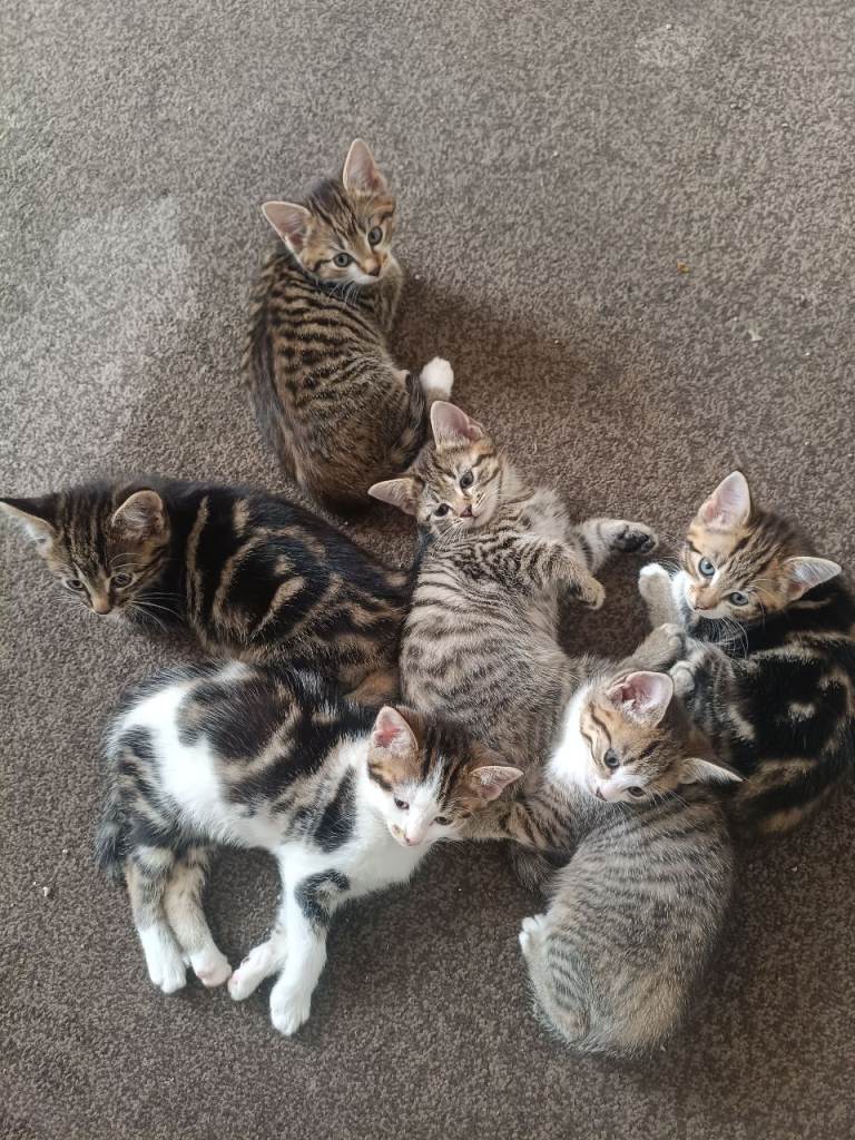 Cat kittin
