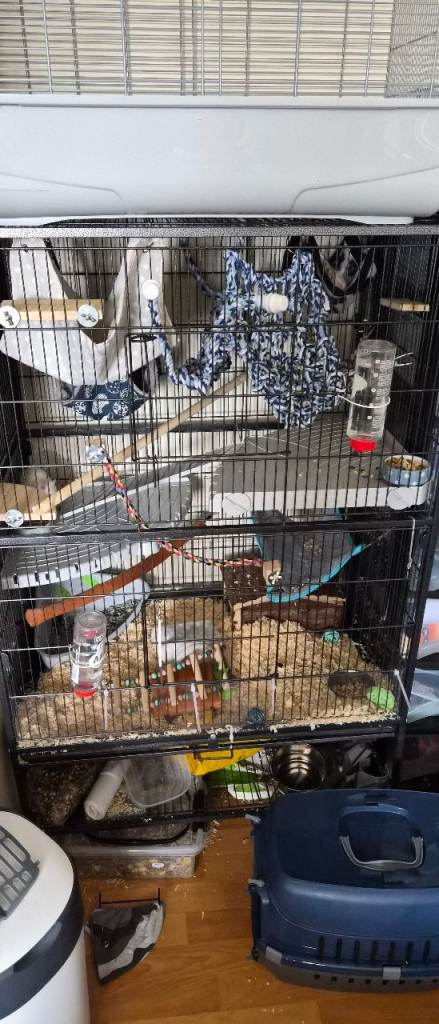 Rat cage and accessories 