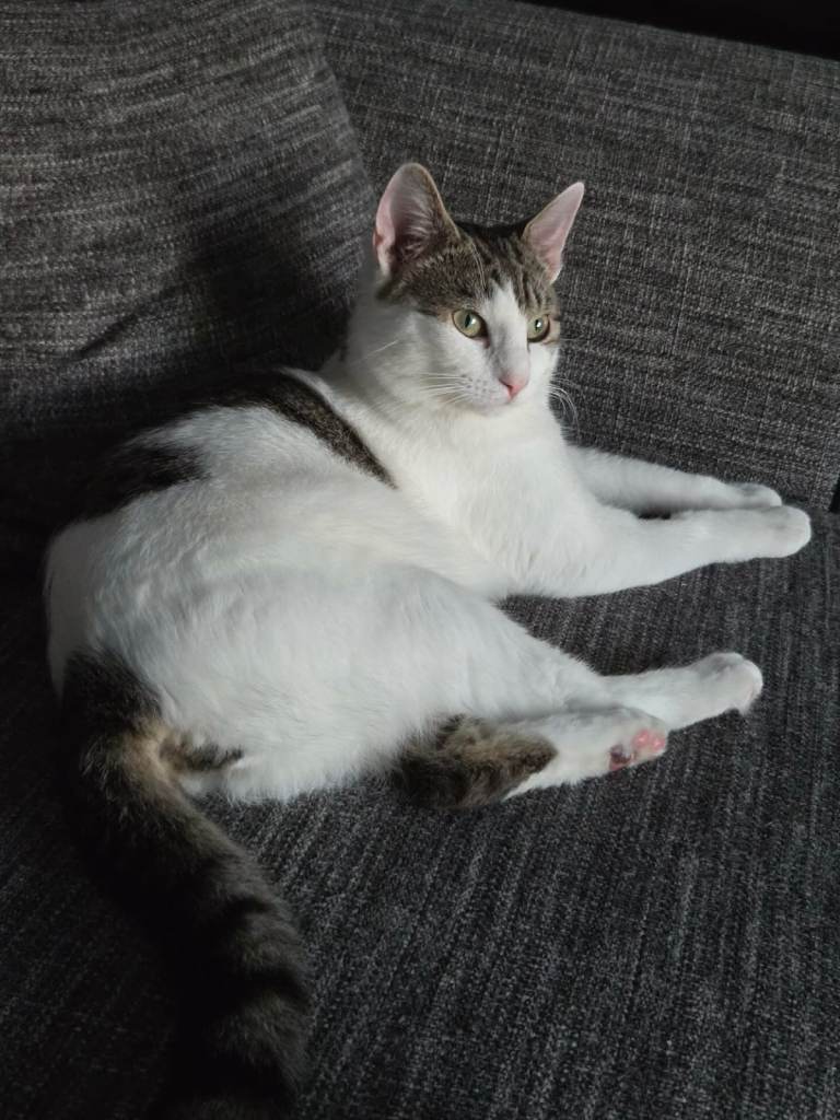 Male cat 