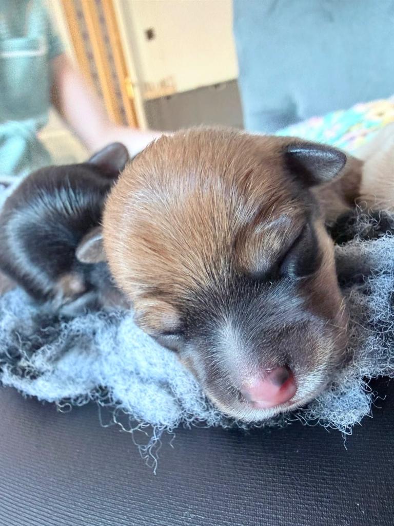 Yorkiepoo Puppies
