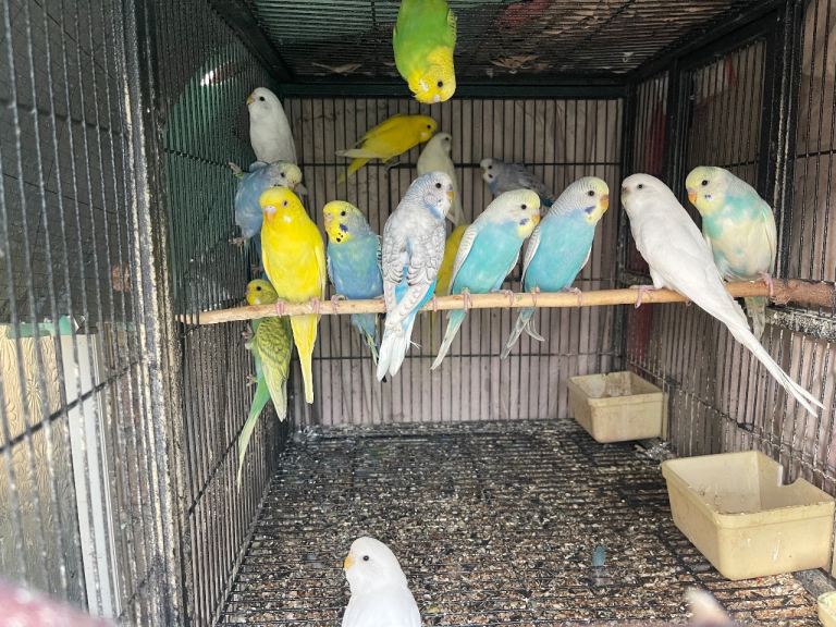Baby budgie birds