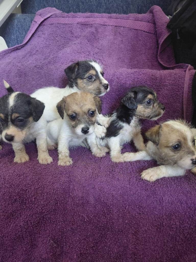 Jack Russell puppies ready for there new homes