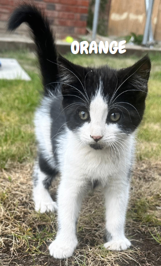 LAST FEMALE KITTEN LEFT:   Fluffy, Happy, Healthy Kittens 