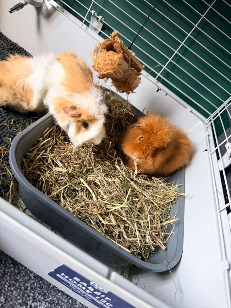 2x Guinea Pigs Boars/Boys