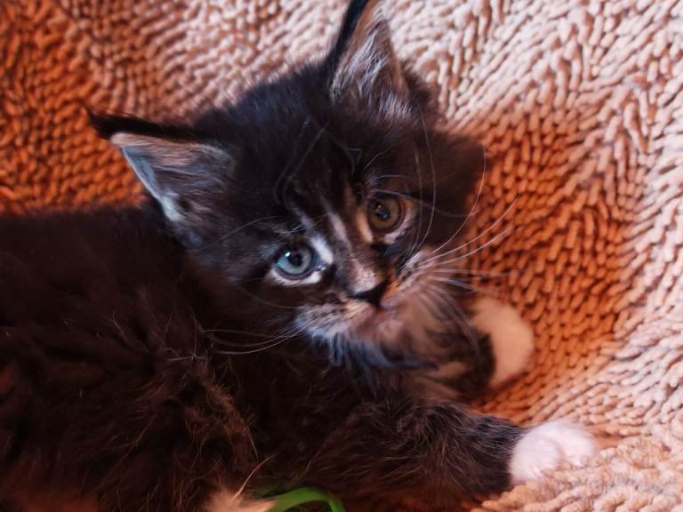Beautiful Maincoon kittens 