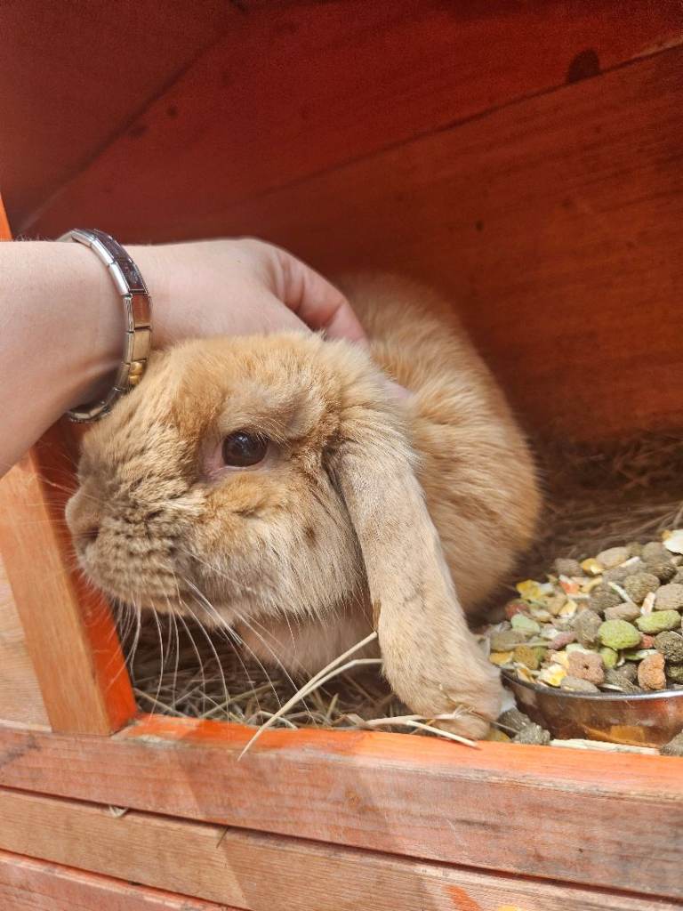 1 year old lop - Daisy 🌼