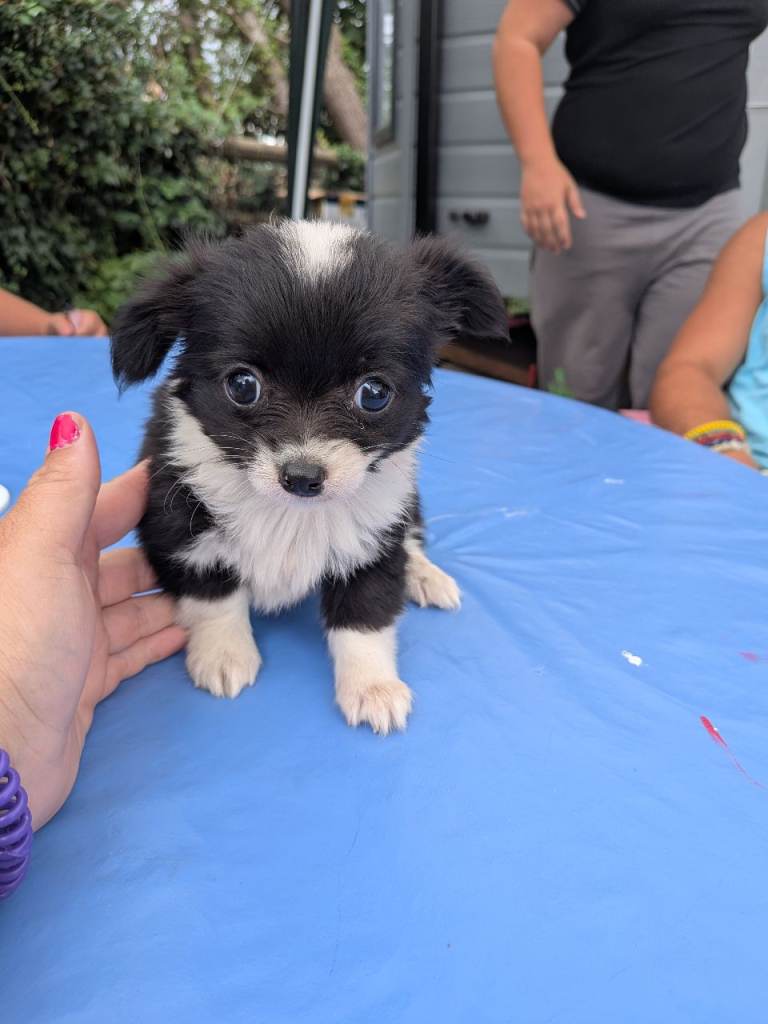 Chihuahua x Jack Russell puppies