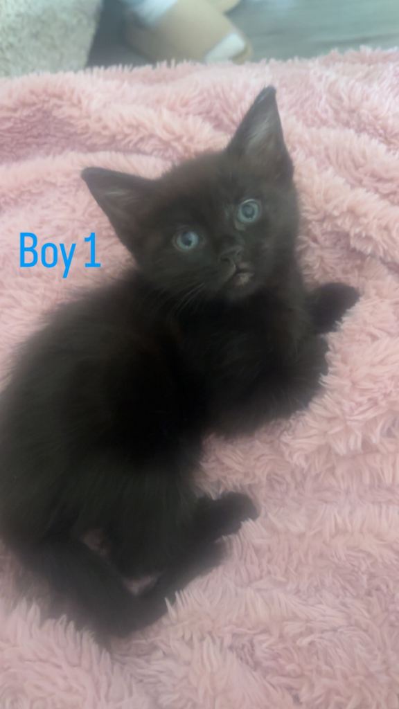 8 kittens 