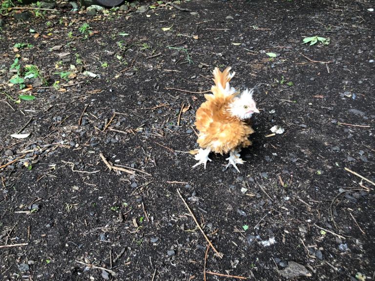 Poultry