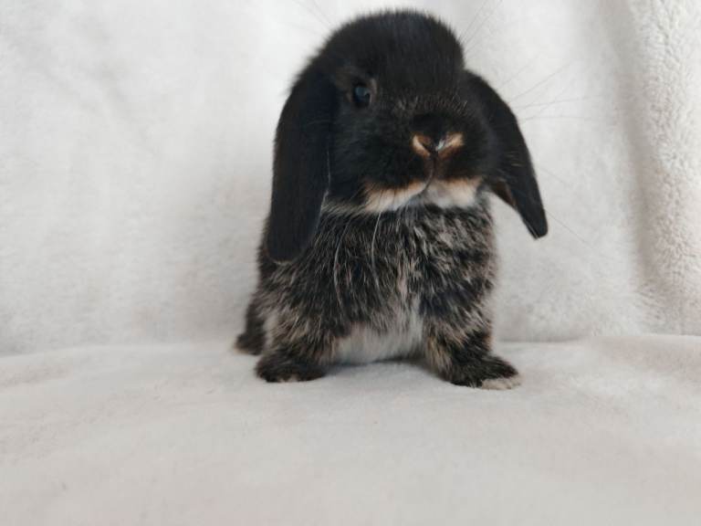 Beautiful Baby Rabbits for sale 