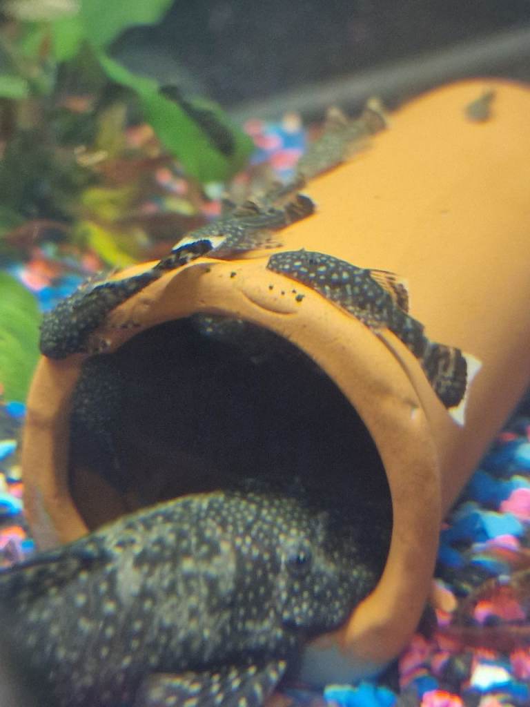 Tropical fish - plecos